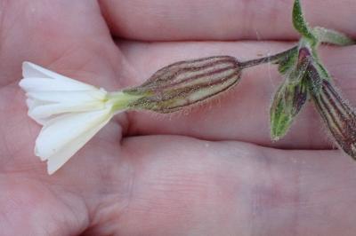 <i>Silene latifolia</i>