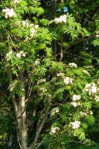 <i>Sorbus aucuparia</i>