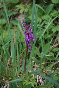 <i>Orchis mascula</i>