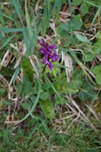 <i>Orchis mascula</i>