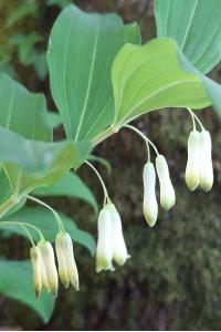 <i>Polygonatum multiflorum</i>