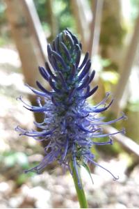 <i>Phyteuma spicatum</i>