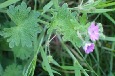 <i>Geranium molle</i>