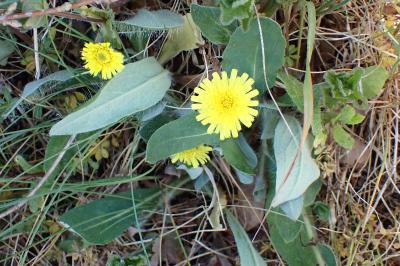 <i>Pilosella officinarum</i>