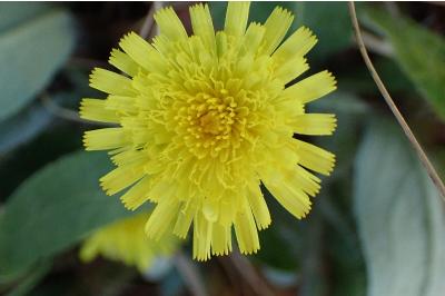 <i>Pilosella officinarum</i>