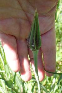 <i>Tragopogon pratensis</i>