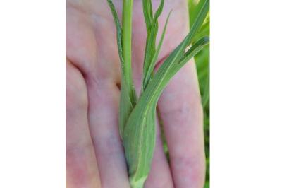<i>Tragopogon pratensis</i>