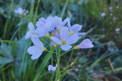 <i>Cardamine pratensis</i>