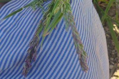 <i>Holcus lanatus</i>