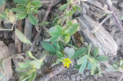 <i>Trifolium dubium</i>