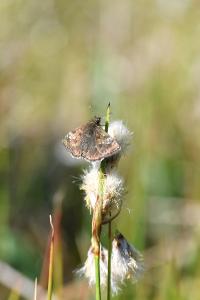 <i>Eriophorum angustifolium</i>