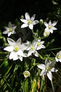 <i>Ornithogalum umbellatum</i>