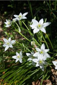 <i>Ornithogalum umbellatum</i>