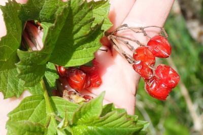 <i>Viburnum opulus</i>