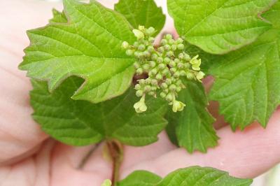 <i>Viburnum opulus</i>