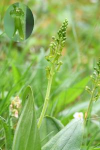 <i>Neottia ovata</i>