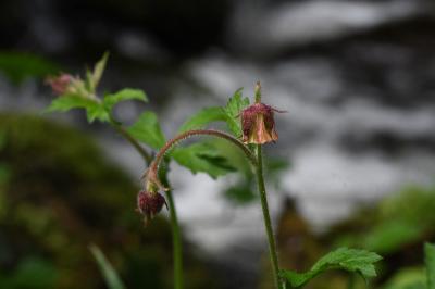 <i>Geum rivale</i>