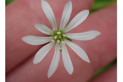 <i>Stellaria nemorum</i>