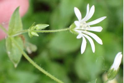 <i>Stellaria nemorum</i>