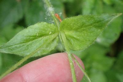 <i>Stellaria nemorum</i>
