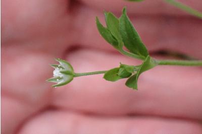 <i>Moehringia trinervia</i>