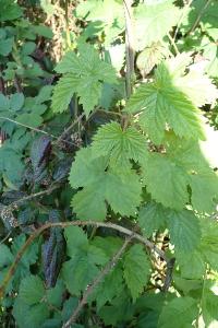 <i>Humulus lupulus</i>