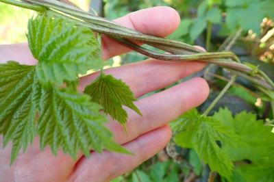 <i>Humulus lupulus</i>