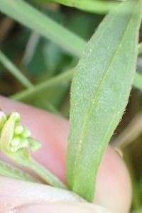 <i>Myosotis scorpioides</i>