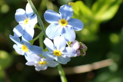 <i>Myosotis scorpioides</i>