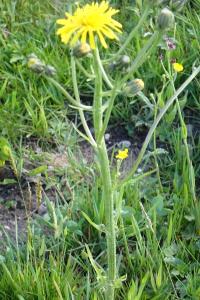 <i>Crepis biennis</i>