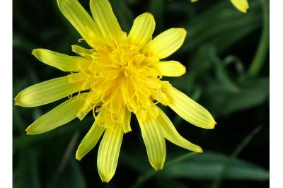 <i>Scorzonera humilis</i>