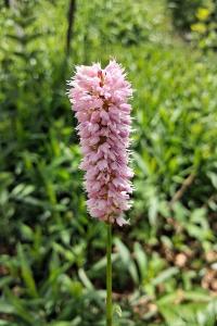 <i>Bistorta officinalis</i>
