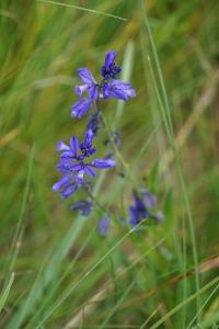 <i>Polygala vulgaris</i>