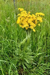 <i>Crepis biennis</i>