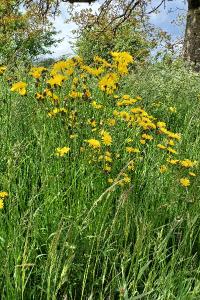 <i>Crepis biennis</i>