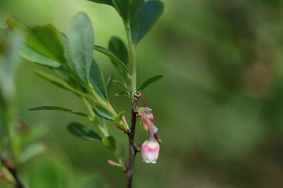 <i>Vaccinium uliginosum</i>