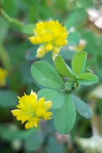 <i>Trifolium dubium</i>