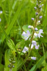 <i>Veronica officinalis</i>