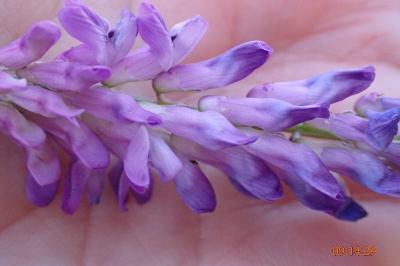 <i>Vicia cracca</i>