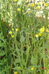 <i>Lapsana communis</i>
