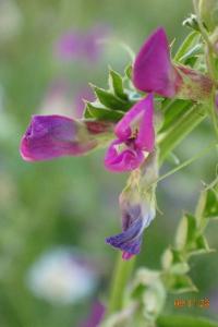 <i>Vicia sativa</i>