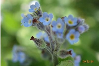 <i>Myosotis arvensis</i>