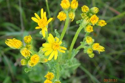 <i>Jacobaea vulgaris</i>