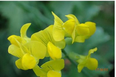 <i>Lathyrus pratensis</i>