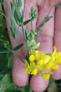 <i>Lathyrus pratensis</i>