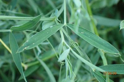 <i>Lathyrus pratensis</i>