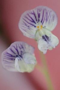 <i>Ervum tetraspermum</i>