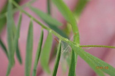 <i>Ervum tetraspermum</i>