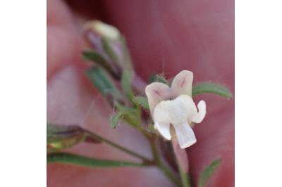 <i>Chaenorrhinum minus</i>