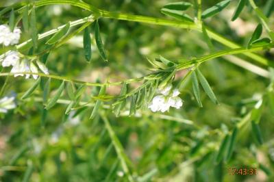 <i>Ervilia hirsuta</i>